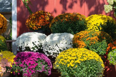 Beautiful collection of colorful chrysanthemums in full bloom with white, yellow, orange, pink, and purple flowers in pots near a rustic red wooden wall on a sunny autumn day. Perfect floral background for fall season.