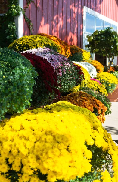 Güneşli bir sonbahar gününde kırsal bir kırmızı ahşap duvarın yanında sarı, kırmızı, beyaz, turuncu ve pembe renklerde çiçek açan kasımpatılar. Güzel mevsimlik çiçek sergisi.