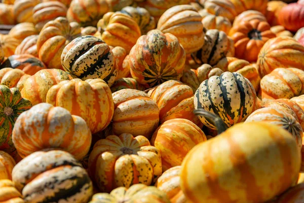 Çok renkli balkabakları ve turuncu, sarı, yeşil ve krem rengi şeritli dekoratif kabaklar. Sonbahar hasat konsepti güz mevsimini, Şükran Gününü ve organik tarımı sembolize ediyor..