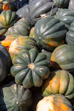 Yeşil palamut kabağının dikey görüntüsü turuncu yamalar açık havada parlak güneş ışığında bir araya toplanmış. Doğal organik sebzeler sonbahar hasadını, sağlıklı gıdayı ve mevsimsel çiftçiliği sembolize eder..