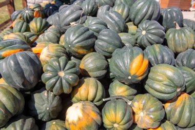 Turuncu benekli taze yeşil meşe palamudu parlak güneş ışığında yerel bir çiftçi pazarında üst üste yığıldı. Sonbahar hasat sahnesi organik tarım, sağlıklı gıda ve mevsimlik sebzeleri sembolize ediyor..