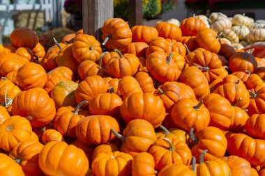 Heap of small orange pumpkins displayed at an outdoor farmers market during autumn season. Vibrant fall harvest vegetables for Halloween and Thanksgiving decoration, symbol of autumn and harvest celebration.