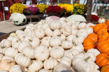 White mini pumpkins displayed at an outdoor farmers market with bright fall flowers in the background. Seasonal autumn scene symbolizing harvest, Thanksgiving, and Halloween decorations.