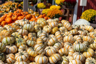 A pile of small striped pumpkins and decorative gourds on display at a farmers market under bright autumn sunlight. Seasonal harvest concept with vibrant orange, yellow, and white colors. Perfect for Thanksgiving, fall background, or local farming th