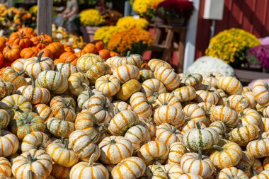 A pile of small striped pumpkins and decorative gourds on display at a farmers market under bright autumn sunlight. Seasonal harvest concept with vibrant orange, yellow, and white colors. Perfect for Thanksgiving, fall background, or local farming th