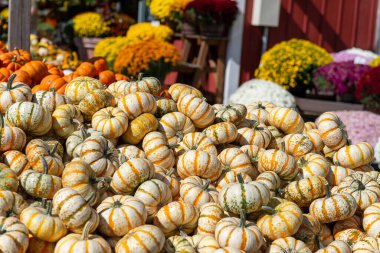 A pile of small striped pumpkins and decorative gourds on display at a farmers market under bright autumn sunlight. Seasonal harvest concept with vibrant orange, yellow, and white colors. Perfect for Thanksgiving, fall background, or local farming th
