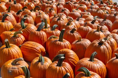 A group of ripe orange pumpkins arranged in neat rows under bright sunlight at a farmers market. Autumn harvest background perfect for Halloween, Thanksgiving, and fall season concepts.