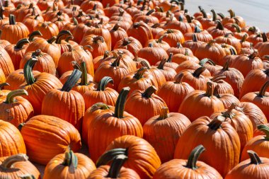 A wide view of multiple orange pumpkins arranged in long rows under sunlight at a farmers market. Autumn harvest background ideal for Thanksgiving, Halloween, and fall decorations.