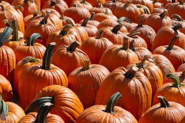 A group of ripe orange pumpkins arranged in neat rows under bright sunlight at a farmers market. Autumn harvest background perfect for Halloween, Thanksgiving, and fall season concepts.