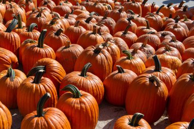 A group of ripe orange pumpkins arranged in neat rows under bright sunlight at a farmers market. Autumn harvest background perfect for Halloween, Thanksgiving, and fall season concepts.