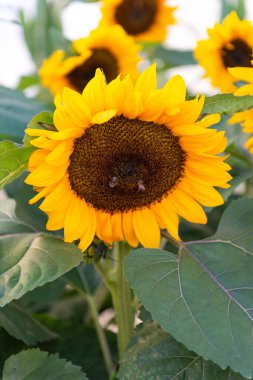 Macro view of blooming sunflower with bees pollinating in sunlight. Natural background representing summer season, farming, and eco-friendly organic agriculture.