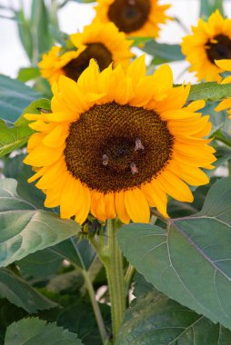 Close-up of blooming sunflower with bees pollinating in warm sunlight. Natural eco background representing sustainable farming and environmental balance.