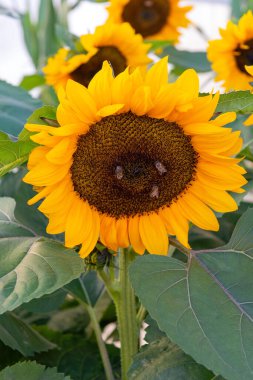Close-up of blooming sunflower with bees pollinating in warm sunlight. Natural eco background representing sustainable farming and environmental balance.