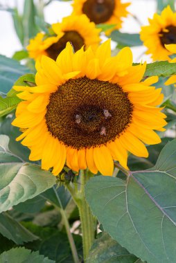 Close-up of blooming sunflower with bees pollinating in warm sunlight. Natural eco background representing sustainable farming and environmental balance.