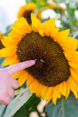 Çocuk ellerinin ayçiçeğine polenleme ile dokunmasını engelle. Merakın sembolü, çevresel farkındalık ve doğa ile insanlar arasındaki bağlantı..