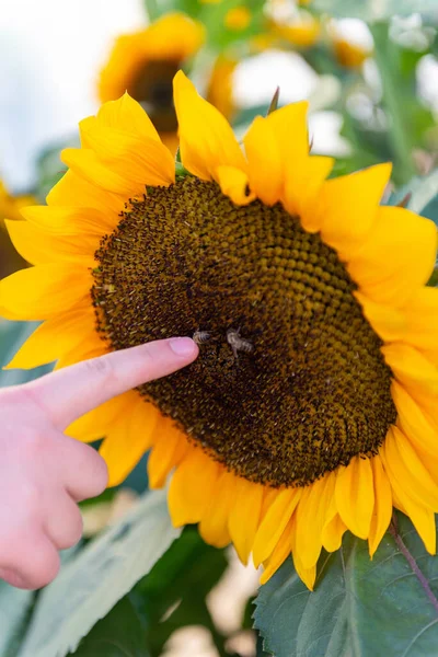 Çocuk ellerinin ayçiçeğine polenleme ile dokunmasını engelle. Merakın sembolü, çevresel farkındalık ve doğa ile insanlar arasındaki bağlantı..