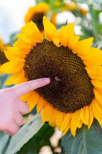 Metal barrier with path closed sign blocking a walking trail in a green park during maintenance and restoration works.