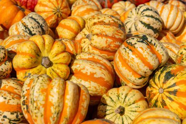 Çeşit çeşit çizgili ve rengarenk kabak ve balkabakları bir tarım pazarında üst üste yığılmış. Parlak sonbahar hasat arka planında Şükran Günü, sonbahar dekorasyonu ve organik tarım sembolize ediliyor..
