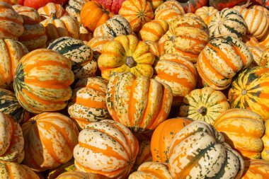 Çeşit çeşit çizgili ve rengarenk kabak ve balkabakları bir tarım pazarında üst üste yığılmış. Parlak sonbahar hasat arka planında Şükran Günü, sonbahar dekorasyonu ve organik tarım sembolize ediliyor..