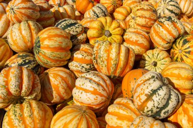 Çeşit çeşit çizgili ve rengarenk kabak ve balkabakları bir tarım pazarında üst üste yığılmış. Parlak sonbahar hasat arka planında Şükran Günü, sonbahar dekorasyonu ve organik tarım sembolize ediliyor..