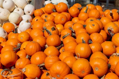 Açık havada biriken parlak turuncu balkabaklarının yakın görüntüsü. Doğal sonbahar hasat arka planı sonbahar temaları, Şükran Günü dekorasyonları veya mevsimsel pazarlama tasarımı için mükemmeldir..