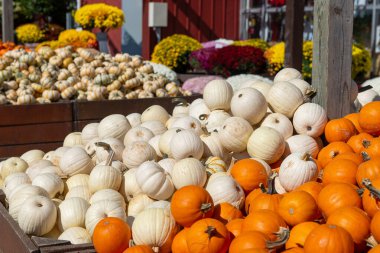 Beyaz ve turuncu balkabaklarının güzel bir karışımı bir çiftlik pazarında ahşap kutularda düzenlendi. Parlak sonbahar hasat sahnesi Şükran Günü, Cadılar Bayramı ve sonbahar sezonunu sembolize ediyor. Mevsimsel tasarım ve dekorasyon temaları için mükemmel.