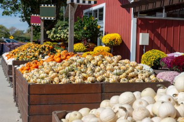 Açık havada canlı kabak, kabak ve kır pazarında düşen çiçekler sergileniyor. Parlak sonbahar sahnesi, mevsimlik ürünler ve dekorasyonlar Şükran Günü, hasat ve kırsal yaşamı simgeliyor..