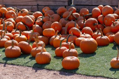 Bir çiftlik pazarında parlak turuncu balkabağı yığını. Taze sonbahar hasat sahnesi Cadılar Bayramı 'nı, Şükran Gününü ve sonbahar mevsimini simgeliyor. Mevsimlik arka planlar ve dekorasyon kavramları için mükemmel.