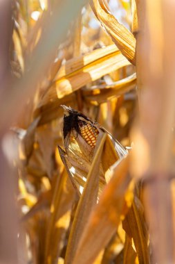 Sıcak sonbahar güneşi altında parlayan kuru yaprakları ve kabukları olan olgun bir mısır koçanı. Hasat mevsimi, tarım, kırsal yaşam ve tarım geçmişi kavramı.