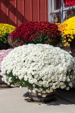 Güneşli bir sonbahar gününde kırsal bir çiftlik dükkanının yakınındaki ahşap varillerde beyaz, kırmızı, sarı ve pembe kasımpatı çiçeklerinin canlı görüntüsü. Sonbahar mevsiminin, bahçıvanlığın ve kırsal dekorun mükemmel sembolü..