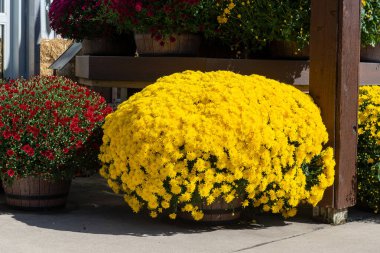 Parlak sarı kasımpatı çiçekleri kırsal bir çiftlik binasının yakınındaki büyük ahşap bir tencerede çiçek açıyor. Sonbahar güzelliğinin, mevsimlik dekorun ve bahçenin sembolü..