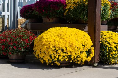 Parlak sarı kasımpatı çiçekleri kırsal bir çiftlik binasının yakınındaki büyük ahşap bir tencerede çiçek açıyor. Sonbahar güzelliğinin, mevsimlik dekorun ve bahçenin sembolü..