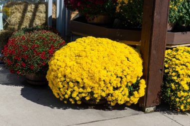Parlak sarı kasımpatı çiçekleri kırsal bir çiftlik binasının yakınındaki büyük ahşap bir tencerede çiçek açıyor. Sonbahar güzelliğinin, mevsimlik dekorun ve bahçenin sembolü..