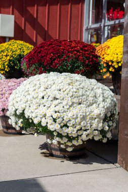 Güneşli bir sonbahar gününde kırsal bir çiftlik dükkanının yakınındaki ahşap varillerde beyaz, kırmızı, sarı ve pembe kasımpatı çiçeklerinin canlı görüntüsü. Sonbahar mevsiminin, bahçıvanlığın ve kırsal dekorun mükemmel sembolü..
