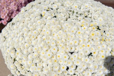 Güneş ışığında açan güzel beyaz kasımpatı çiçekleri. Doğal dokuya sahip yumuşak çiçek arkaplanı saflığı, huzuru ve sonbahar mevsimini simgeliyor..