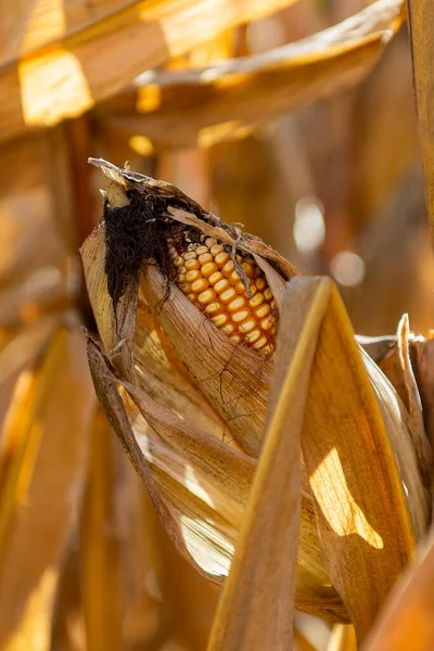 Sıcak sonbahar güneşi altında parlayan kuru yaprakları ve kabukları olan olgun bir mısır koçanı. Hasat mevsimi, tarım, kırsal yaşam ve tarım geçmişi kavramı.