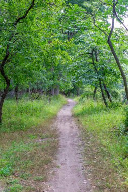 Uzun ağaçlar ve taze otlarla dolu yemyeşil ormanın içinden geçen dar toprak patika. Huzurlu doğa manzarası yolculuğu, macerayı ve huzuru simgeliyor..