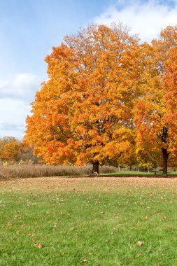 Uçsuz bucaksız bir parkta canlı turuncu yapraklı güzel bir akçaağaç. Renkli yaprakları, yeşil otları ve açık mavi gökyüzü olan sonbahar manzarası..