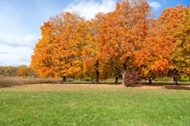 Güneşli bir günde huzurlu bir parkta parlak turuncu ve sarı yapraklı canlı sonbahar ağaçları. Renkli yapraklar ve yeşil otlarla doğal sonbahar manzarası.