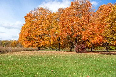 Güneşli bir günde huzurlu bir parkta parlak turuncu ve sarı yapraklı canlı sonbahar ağaçları. Renkli yapraklar ve yeşil otlarla doğal sonbahar manzarası.