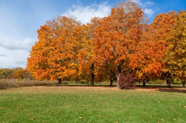Güneşli bir günde huzurlu bir parkta parlak turuncu ve sarı yapraklı canlı sonbahar ağaçları. Renkli yapraklar ve yeşil otlarla doğal sonbahar manzarası.