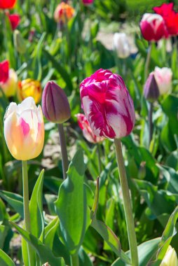 Yeşil yapraklı bir baharda büyüyen canlı pembe, beyaz ve sarı lalelerin yakın çekimi. Doğal güneş ışığında parlak mevsimlik çiçekler.