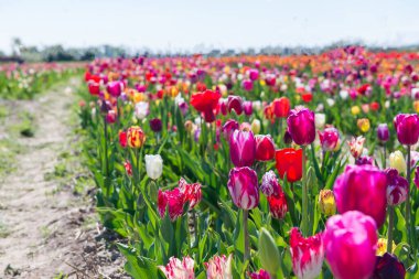 Parlak güneş ışığı altında bir bahar tarlasında açan renkli laleler. Canlı çiçek sıraları doğal mevsimsel bir manzara yaratır. Büyümeyi, tazeliği ve yenilenmeyi sembolize eder..