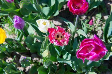 Bahar bahçesinde gün ışığı altında açan parlak renkli laleler. Canlı taç yapraklı taze bahar çiçekleri yenilenmeyi, büyümeyi ve doğal güzelliği simgeler..