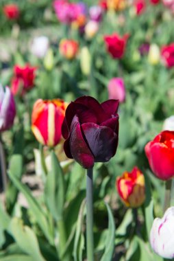 Bahar bahçesinde açan koyu mor lale çiçeğinin yakın çekimi. Renkli laleler ve yumuşak arka planda yeşil yapraklar. Doğal güneş ışığında zarif mevsimlik çiçekler.