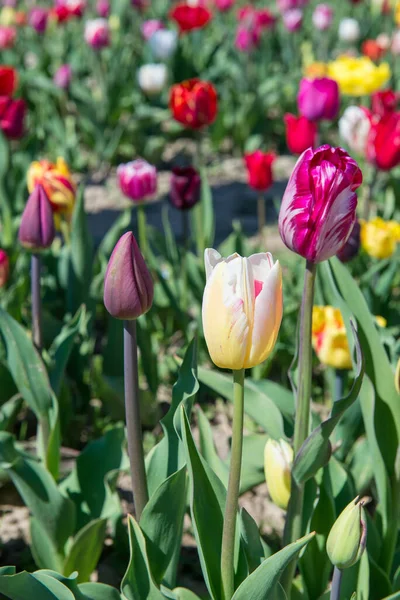 Doğal güneş ışığı altında bahar çiçeği tarlasında açan renkli laleler. Açık havada büyüyen canlı çiçekler taze mevsimsel bir arka plan oluşturur..