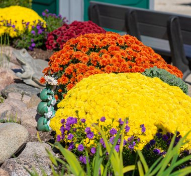 Renkli sarı ve turuncu kasımpatılar güneşli bir sonbahar gününde bahçe yatağında çiçek açıyor. Mevsimlik çiçekler, bahçıvanlık, peyzaj ve dış dekorasyon konsepti.