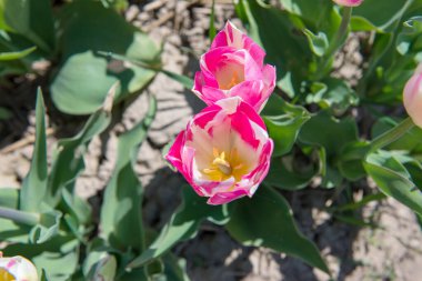 Bahar bahçesinde açan pembe ve beyaz lalelerin üst görüntüsü. Detaylı çiçek merkezleri, doğal güneş ışığı, taze yeşil yapraklar, mevsimlik çiçek arka planı.