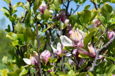 Pembe manolya tomurcukları ve ağaçların dallarında büyüyen çiçekler berrak mavi gökyüzüne karşı. Taze yeşil yapraklar, bahar mevsimi, doğal arka plan ve botanik güzellik konsepti..