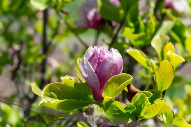Pembe bir manolya çiçeği tomurcuğunun yakın planında bahar güneşinde bir ağaç dalında çiçek açıyor. Taze yeşil yapraklar, yumuşak doğal arkaplan ve nazik bokeh sakin, zarif bir doğa konsepti oluşturur..